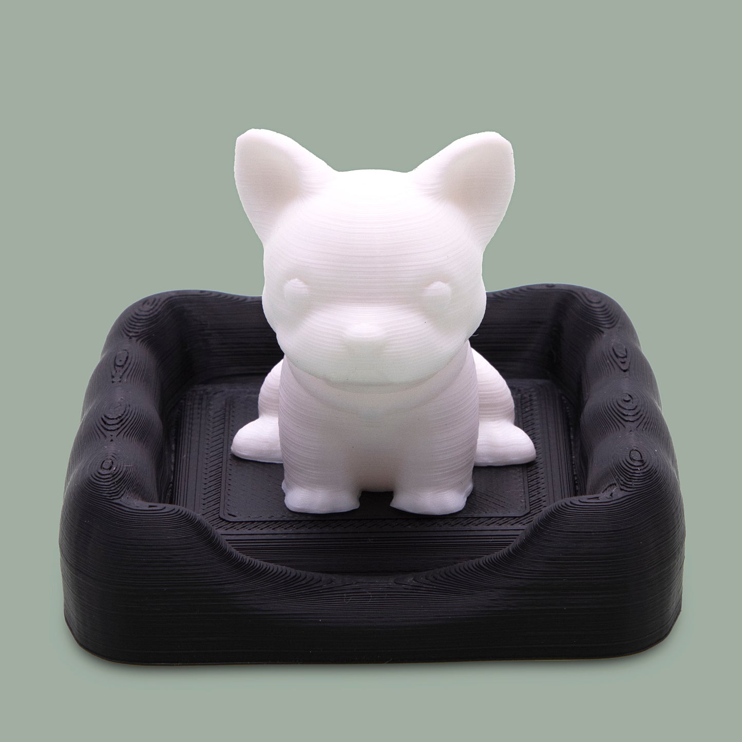 Rocky The Little Bulldog