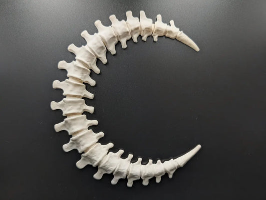 Model of a human spine on a black background